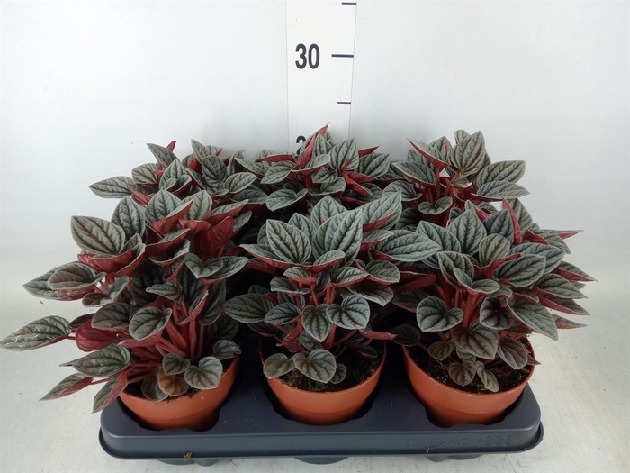 <h4>Peperomia caperata 'Caracas'</h4>