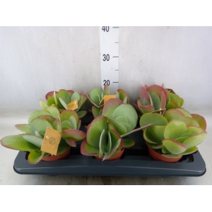 Kalanchoe NF thyrsiflora