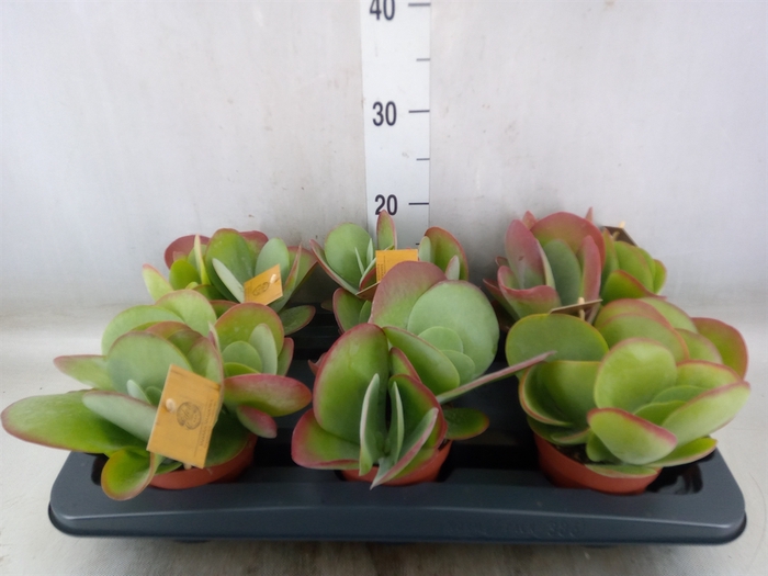 <h4>Kalanchoe NF thyrsiflora</h4>