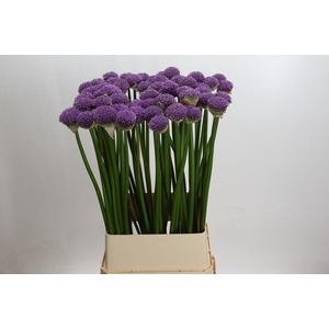 Allium Gladiator