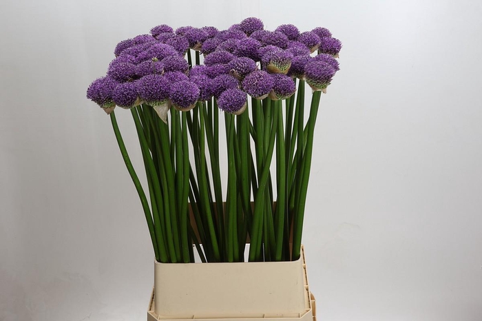 <h4>Allium Gladiator</h4>