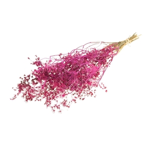 Bupleurum open 55cm SB cerise