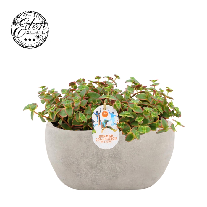 <h4>Crassula Pellucide varie 25cm Summer Collection</h4>
