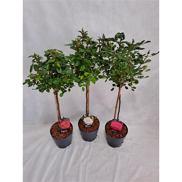 <h4>Roos op stam kleinbloemig P19 MIX 55cm</h4>