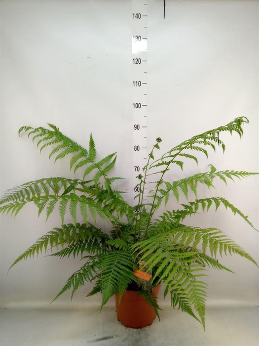 <h4>Dicksonia antarctica</h4>
