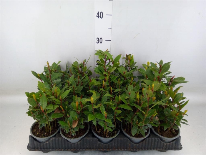 <h4>Laurus nobilis</h4>