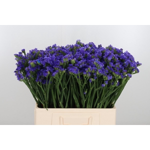Statice Crystal Dark Blue