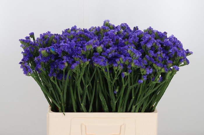 <h4>Statice Crystal Dark Blue</h4>