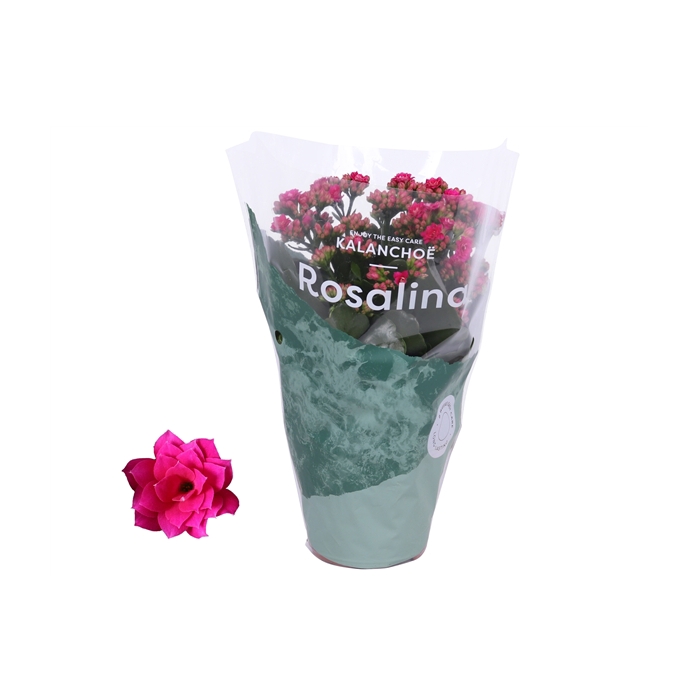 <h4>Kalanchoe Rosalina 12cm Don Victorio paars</h4>