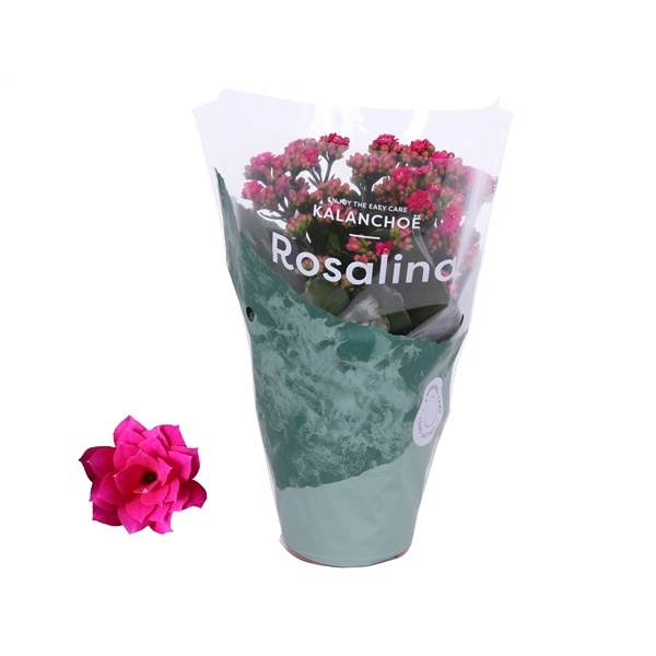 <h4>Kalanchoe Rosalina 12cm Don Victorio paars</h4>