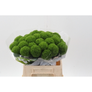 Di Barb Kiwi Mellow 40cm