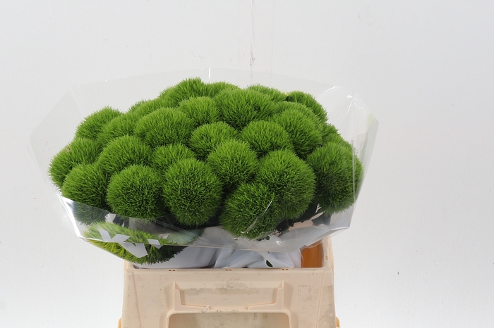 <h4>Di Barb Kiwi Mellow 40cm</h4>