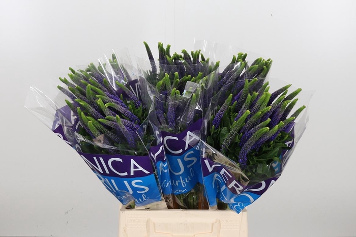 <h4>Veron Smart Diana</h4>