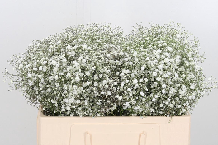 <h4>Gyps Zinzi Aboa</h4>