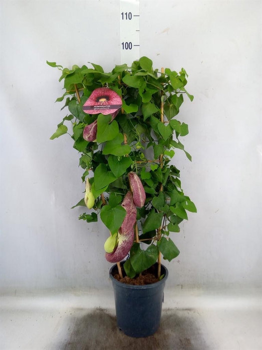 <h4>Aristolochia macrophylla</h4>