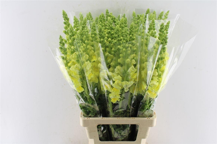 <h4>Antirrhinum Antibes Yellow</h4>