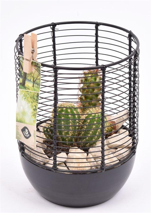 <h4>Metaal gaas planter zwart 12cm</h4>