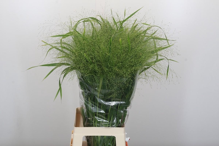 <h4>Panicum Fountain</h4>