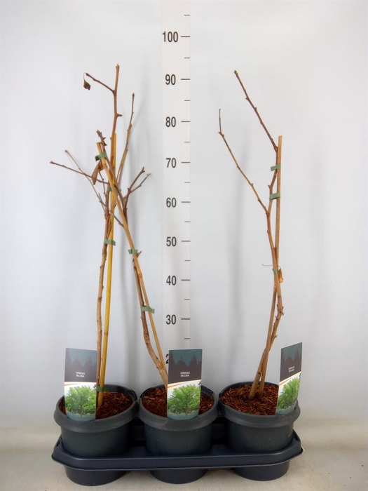 <h4>Ginkgo biloba   ...</h4>