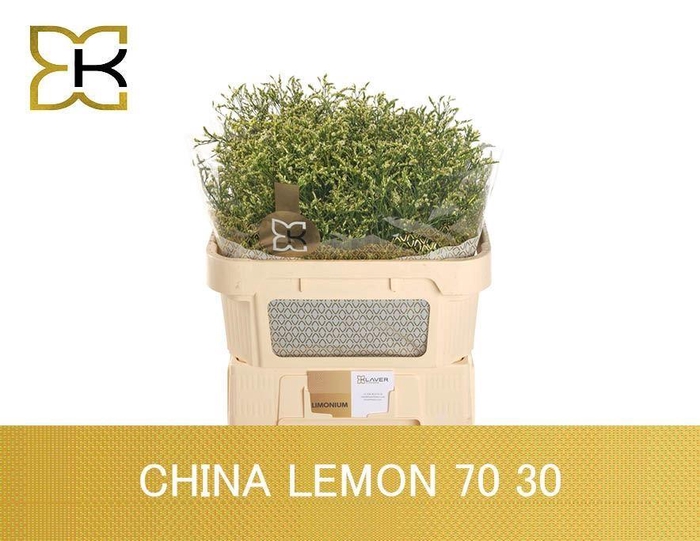 <h4>LIMONIUM SINENSE 'CHINA LEMON'</h4>