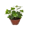 HEDERA VERDE C13