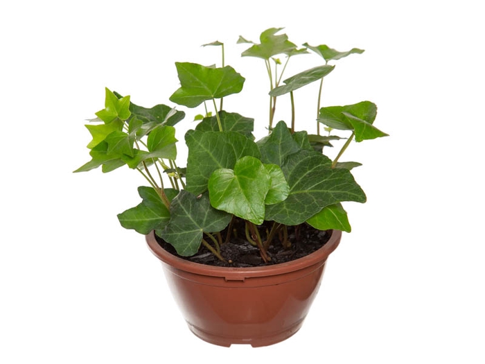 HEDERA VERDE C13