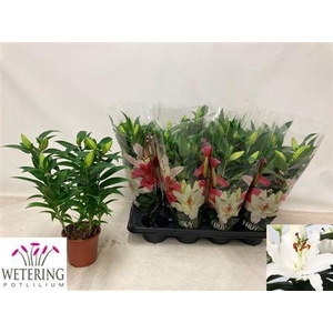 Lil Or Sun Bahamas 4pp