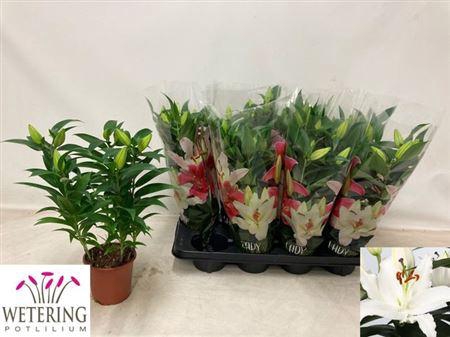 <h4>Lil Or Sun Bahamas 4pp</h4>