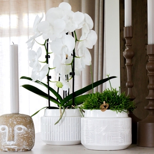 Kolibri Orchids Cascade Niagara Fall white 2 spike in Maze pot white