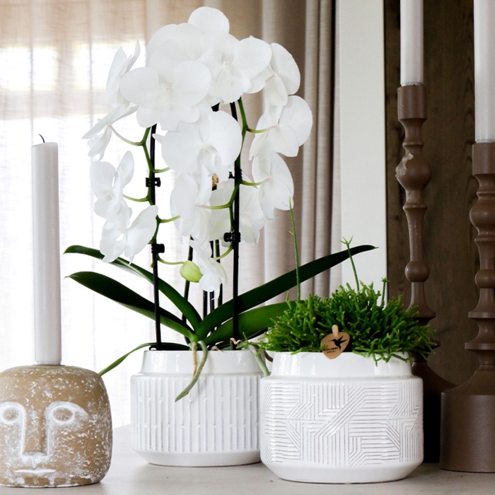 <h4>Kolibri Orchids Cascade Niagara Fall white 2 spike in Maze pot white</h4>