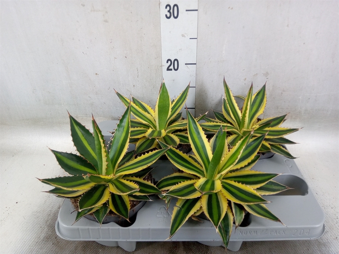 <h4>Agave lophantha 'Quadricolor'</h4>