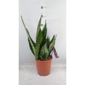 Sansevieria trifa. 'Hahnii'