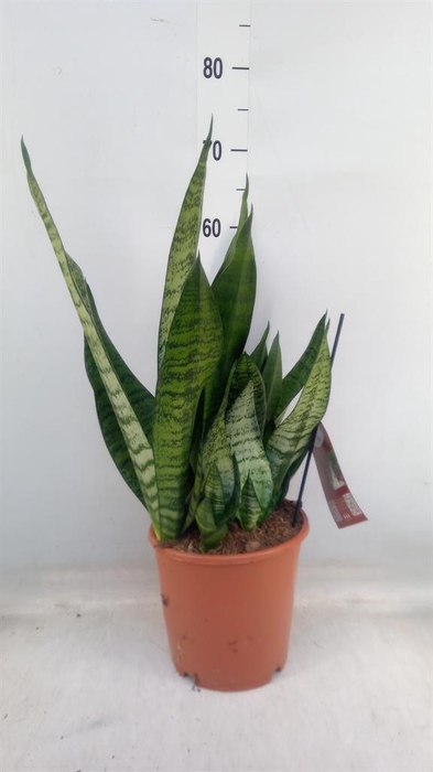 <h4>Sansevieria trifa. 'Hahnii'</h4>