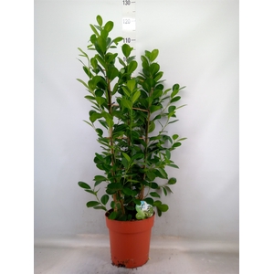 Ficus microcarpa 'Moclame'