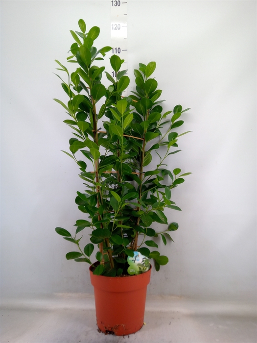<h4>Ficus microcarpa 'Moclame'</h4>
