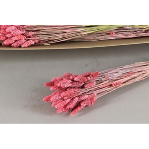 DF Phalaris Bs Pink 100g