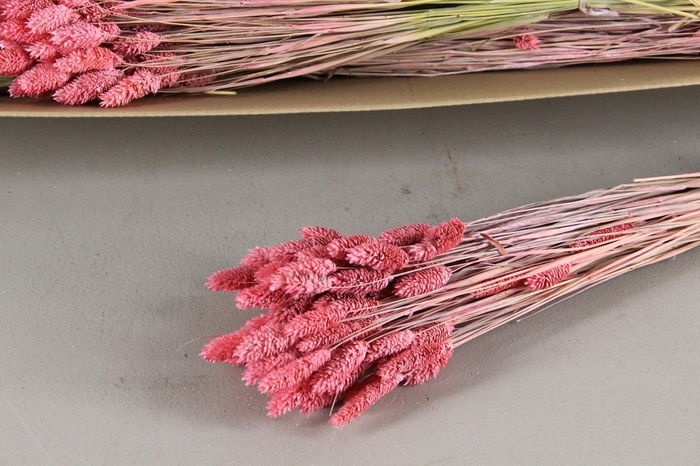 <h4>DF Phalaris Bs Pink 100g</h4>