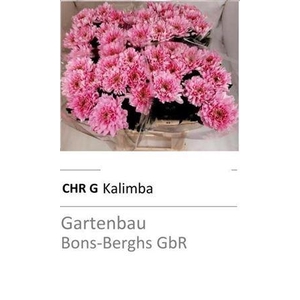 Chr G Kalimba