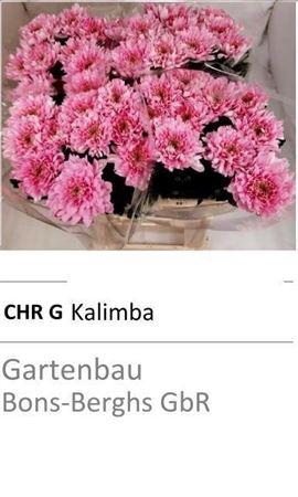 <h4>CHR G KALIMBA</h4>