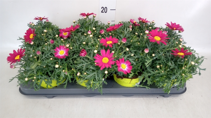<h4>Argyranthemum  'La Rita Purple Red'</h4>