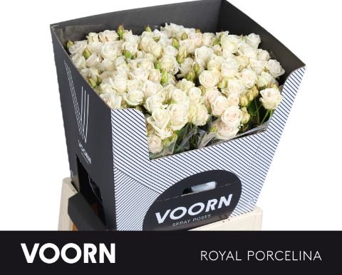 <h4>Rozen R Tr Royal Porcelina</h4>