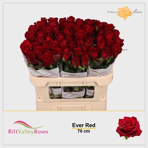 R GR EVER RED