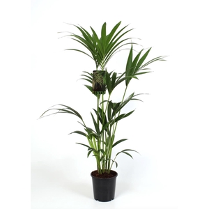 Howea forsteriana