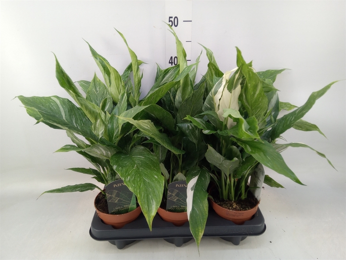 <h4>Spathiphyllum  'Diamond'</h4>