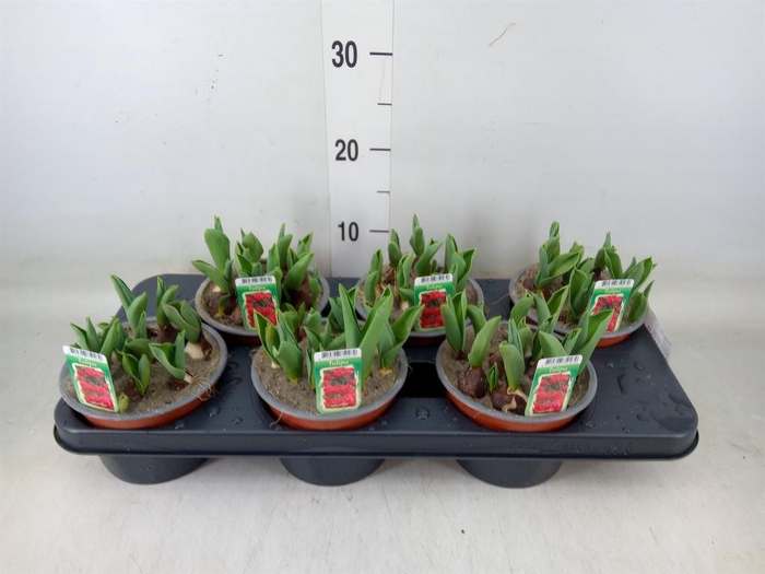 <h4>Tulipa DU   ...</h4>