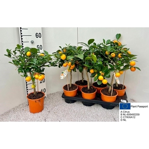 CITR MICROCARPA
