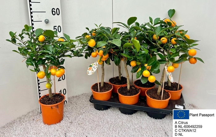<h4>CITR MICROCARPA</h4>
