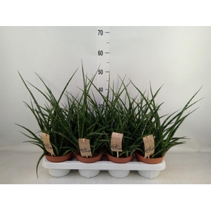 Sansevieria  'Fernwood'