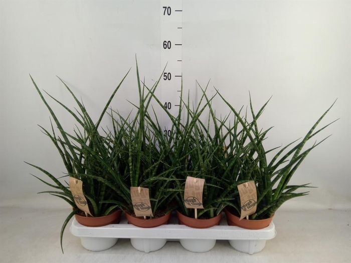 <h4>Sansevieria  'Fernwood'</h4>
