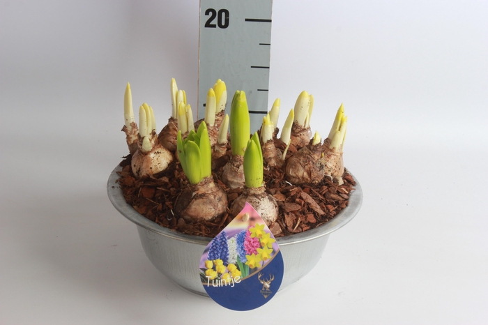 <h4>ARR BOL KNOLGEWAS</h4>